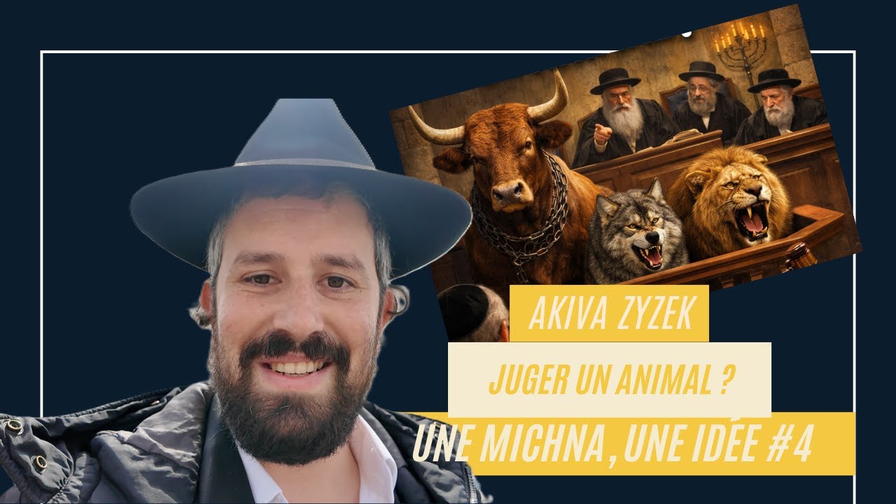 Une Michna, une idée #4 – Sanhedrin Ch. 1, Michna 4 : Condamner un animal à mort ?
