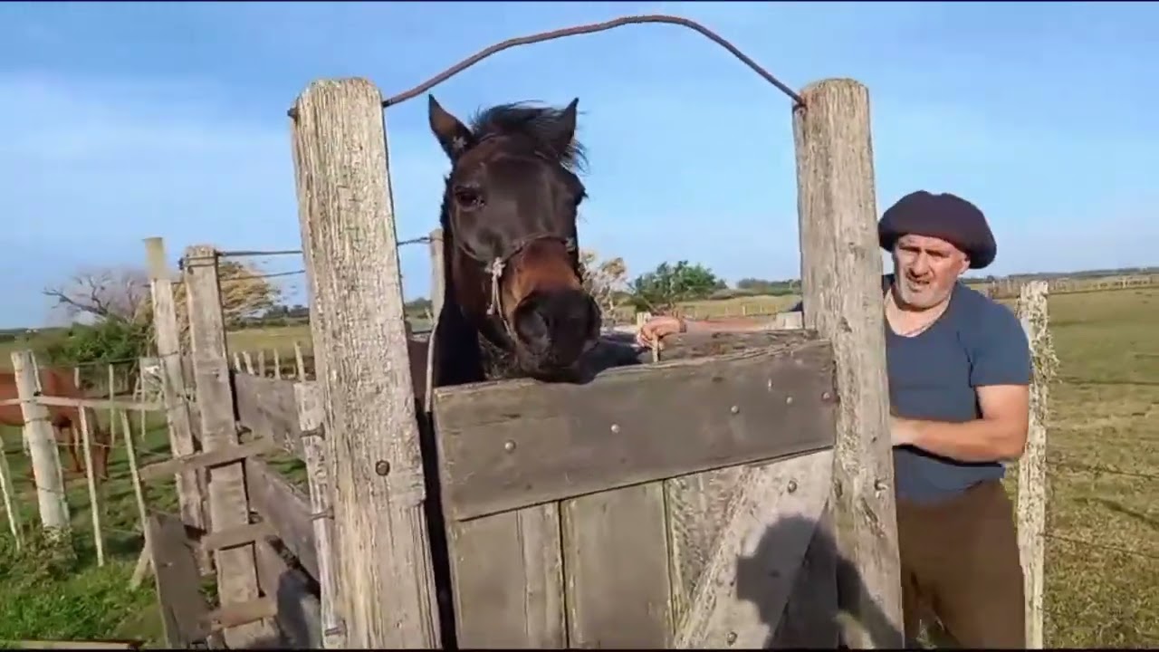 hoy viajamos a llevar un potro y comenzamos la doma del zaino salvaje #caballos #doma #horse