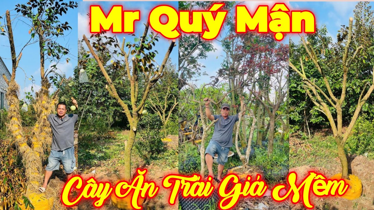 MR QUÝ | #0975929126 | GIÁ MỀM CÁC LOẠI CÂY ĂN TRÁI VÚ SỮA TÍM MICA, NHÃN TÍM, MÃNG CẦU, HỒNG XIÊM..