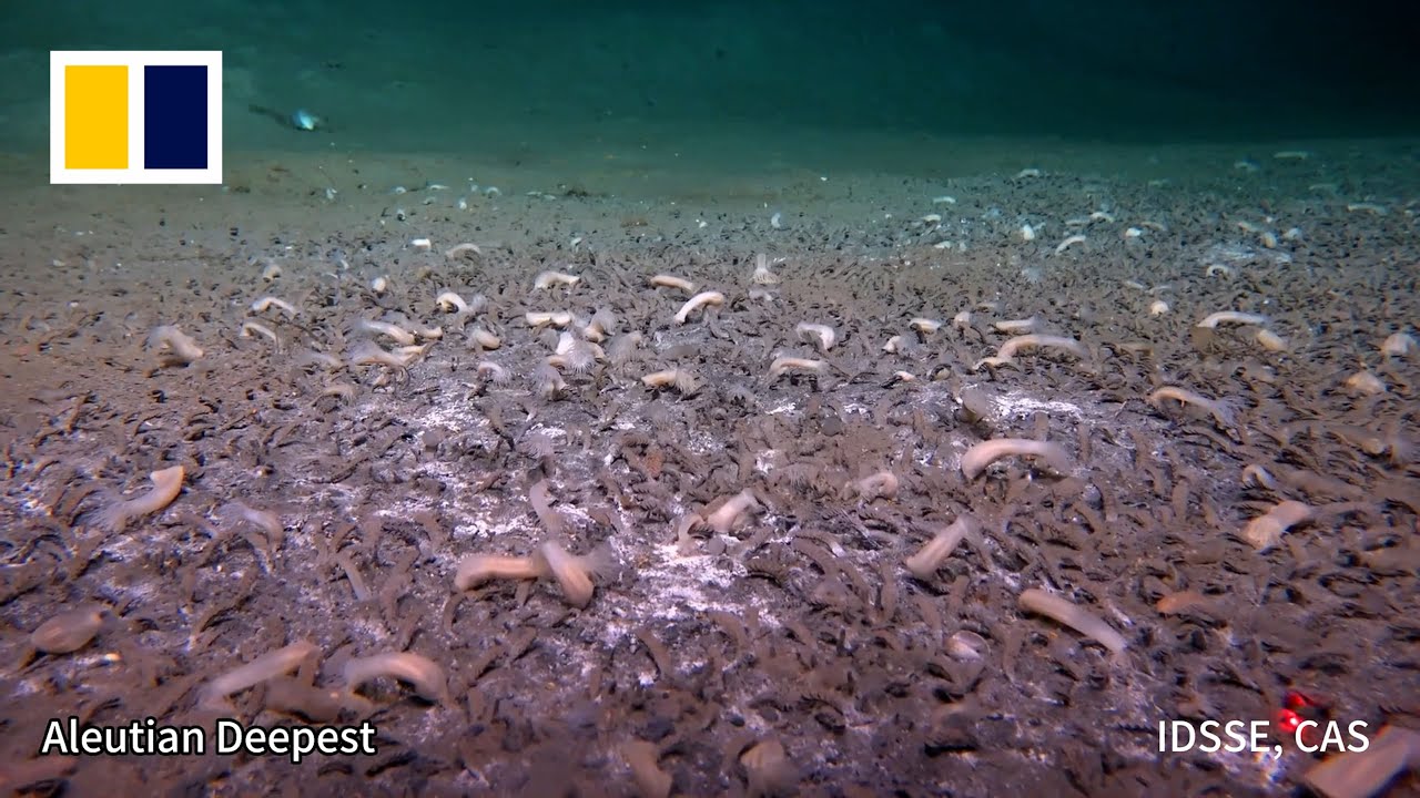 Life finds a way in the deepest ocean trenches
