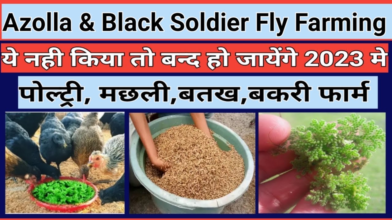 अजोला से ब्लैक सोलजर फ्लाई फार्मिंग|Black Soldier flies farming|Pig | Goat | Chicken| Fish Farming