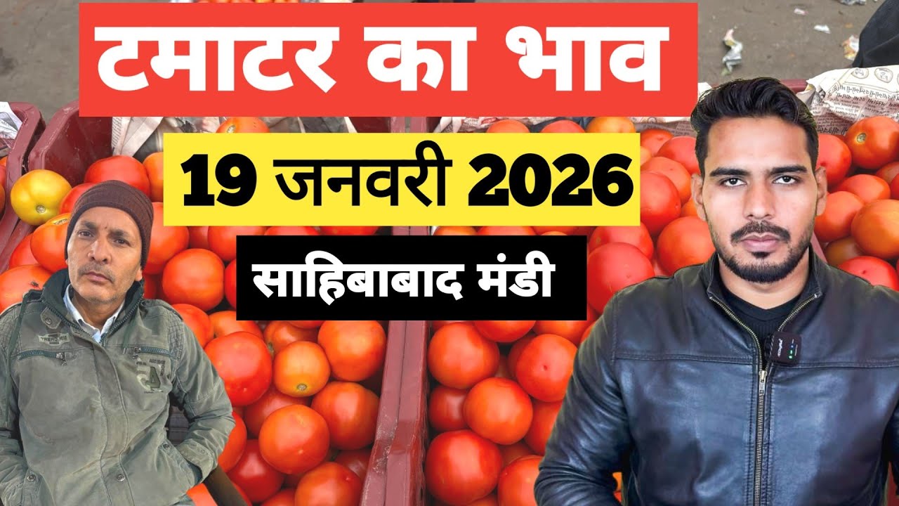19 January 2026 🍅टमाटर का भाव साहिबाबाद मंडी | today tomato wholesale rate #tamatar #mandirates 