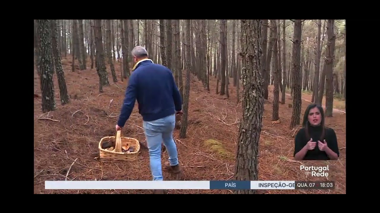 Pinhal-bravo integra 1ª Reserva Micológica Nacional | Reportagem Portugal em Rede