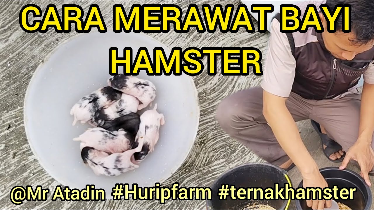 Cara Merawat Bayi Hamster dan Ibu Hamster,agar sehat dan selamat sampai panen || hamster campbell