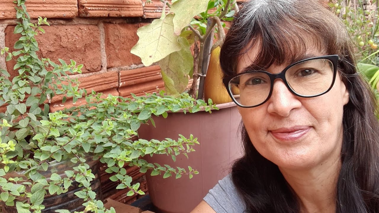 MANJERONA: PLANTA LINDA E AROMÁTICA DE MÚLTIPLOS USOS