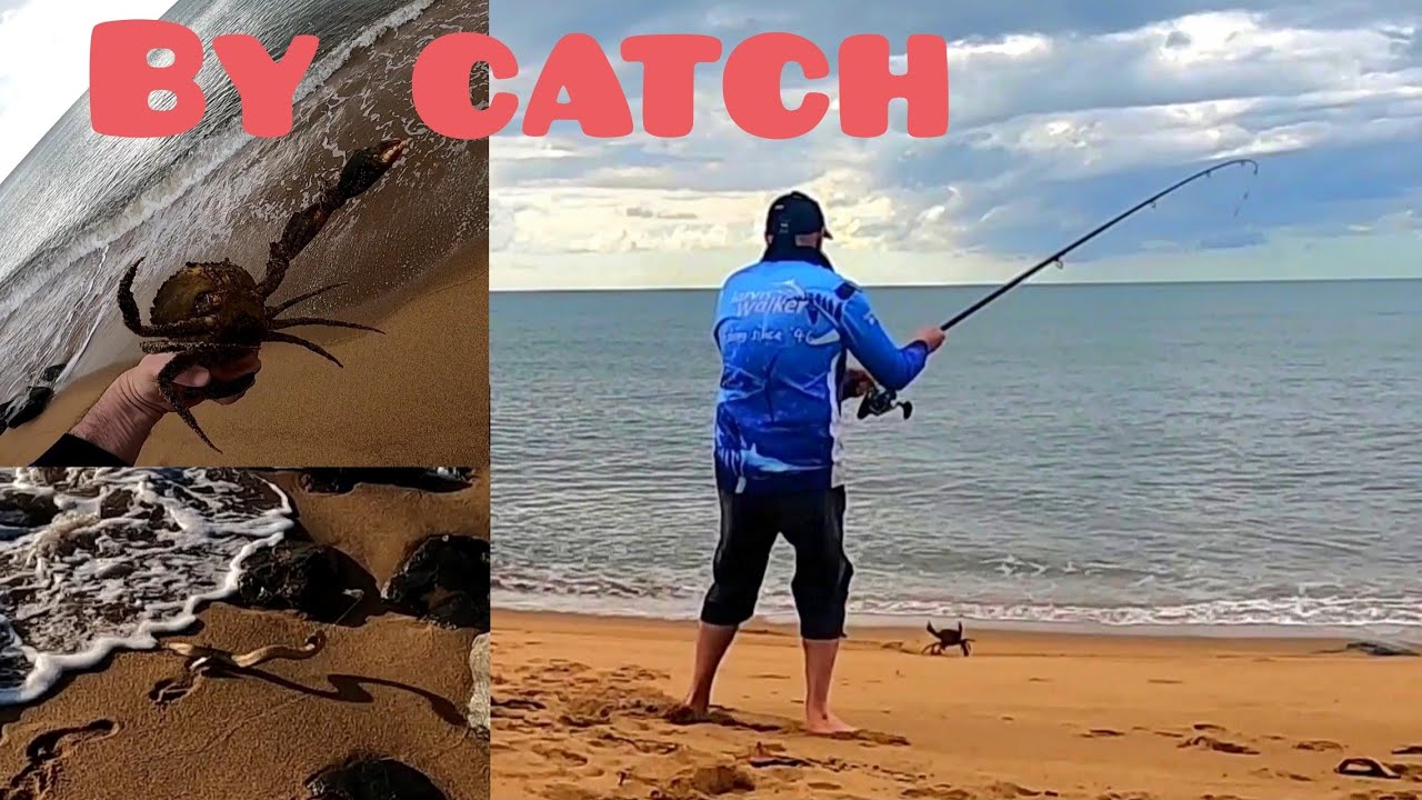 Sea Snake & Mudcrab Bycatch.. Loads of Baitfish Castnetting. ep96