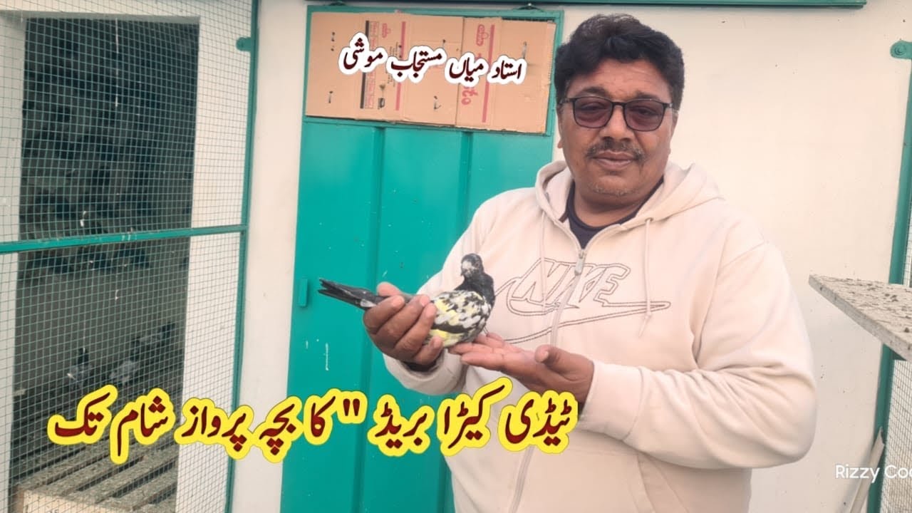 Teddy Pair ka Bacha Kamal kar gya | Ustad Mian Mustajab Moshi
