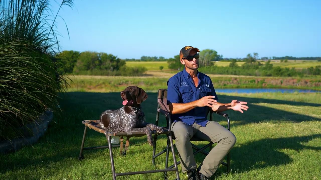 TOP 10 Bird Dog Training Mistakes to Avoid #6 Sight vs Scent Pointing
