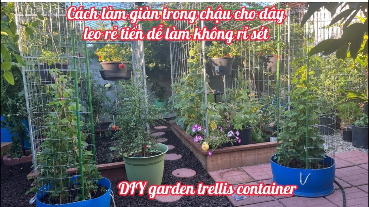 Cách làm giàn cho dây leo đậu rồng đậu que trong chậu rẻ tiền dễ làm | DIY Garden Trellis Container