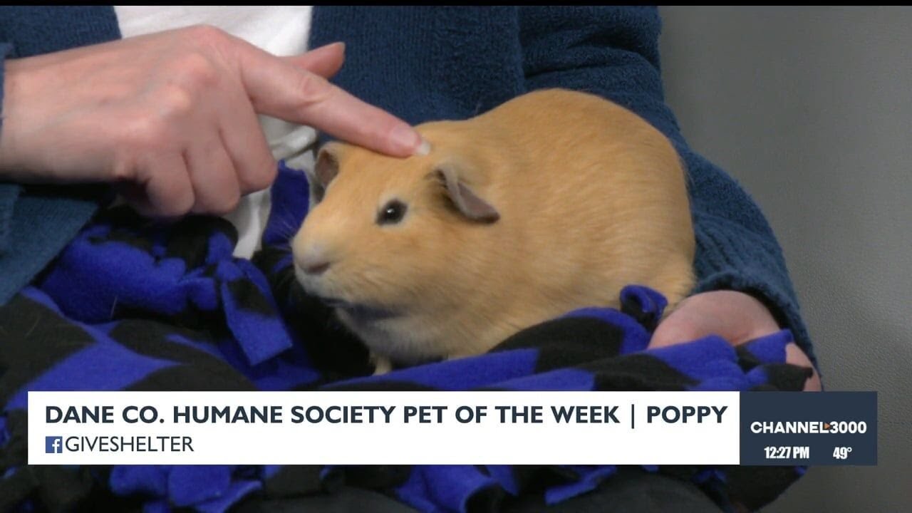 Pet-entially Yours: Meet Poppy from the Dane County Humane Society!