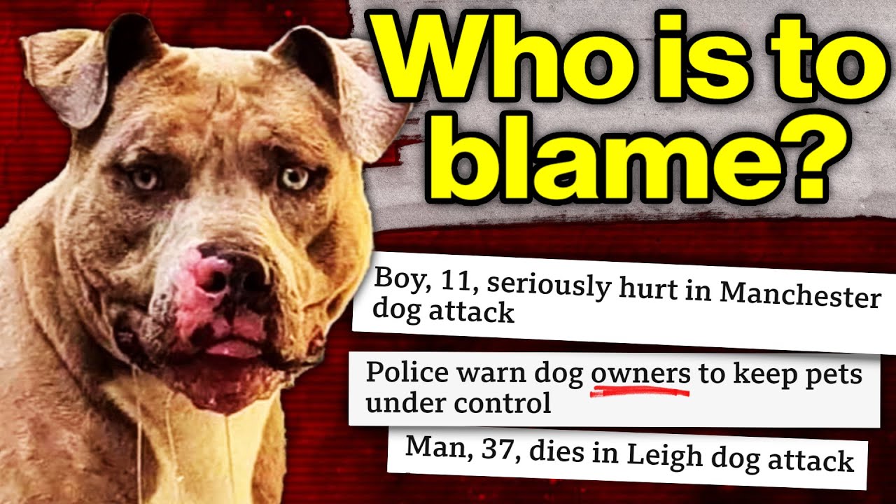 I Researched the UK's Rising Dog Crisis | Bully XLs