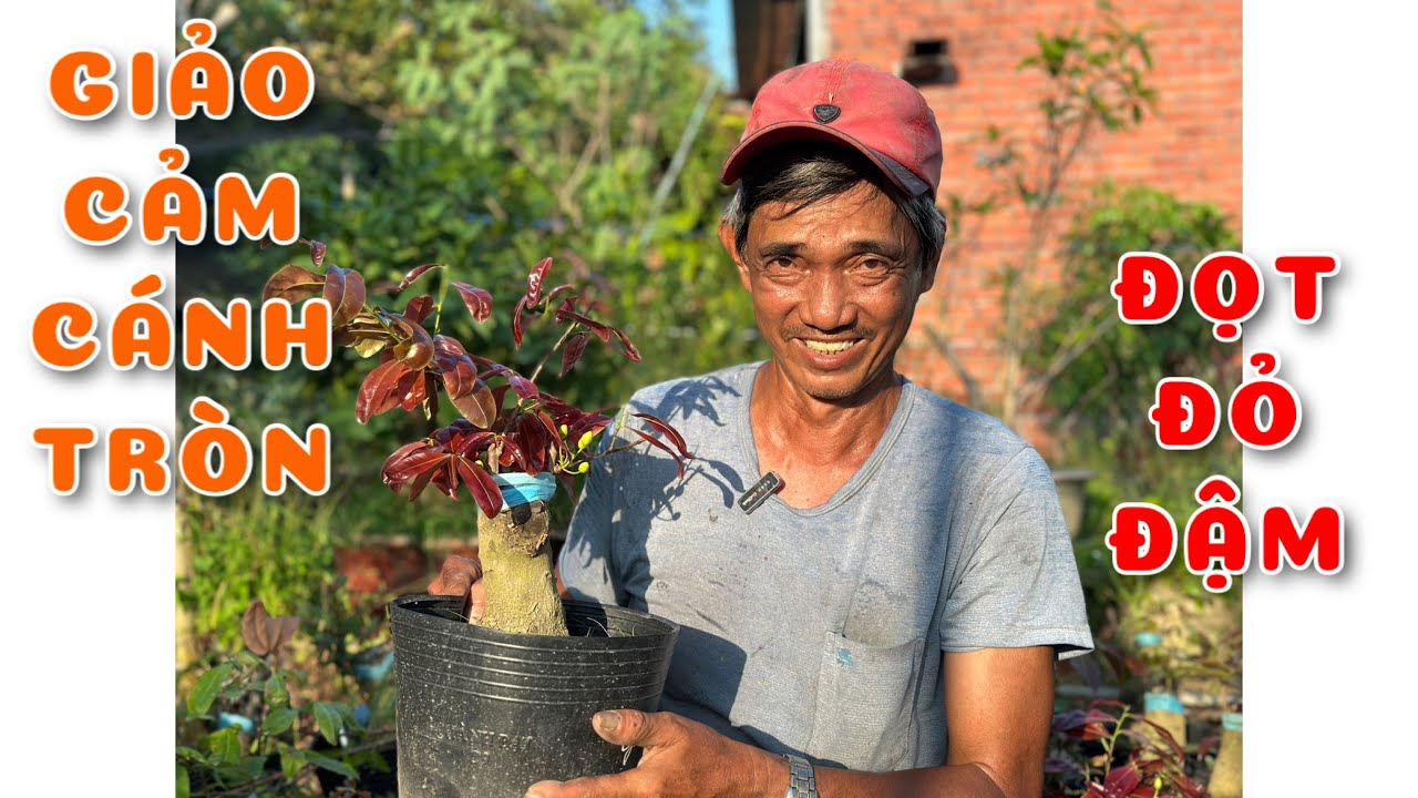 Cây Giảo cam cánh tròn đọt đỏ đậm | 0386569374 - Ngọc Ngân Bến Tre | Chuyên cây độc lạ