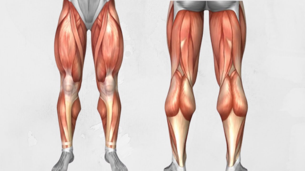 ANATOMIA CZŁOWIEKA - MIĘŚNIE DOŁU CIAŁA