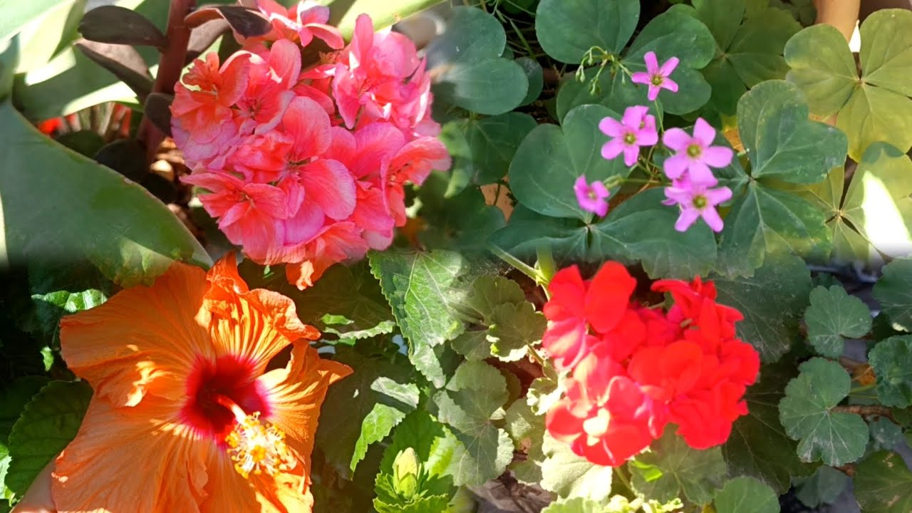 BIENVENIDO Febrero con FLORES 🌺🌼🌸🏵️💐#166🙏