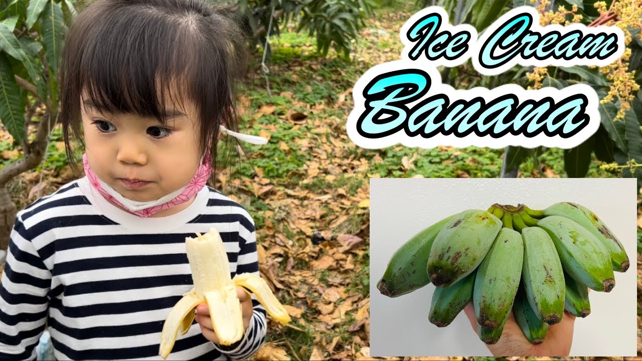アイスクリームバナナ（調理用）の食レポ！【ハクムック系 Kluai Hak Mulk Naun (Blue Java ICE Cream Banana)】
