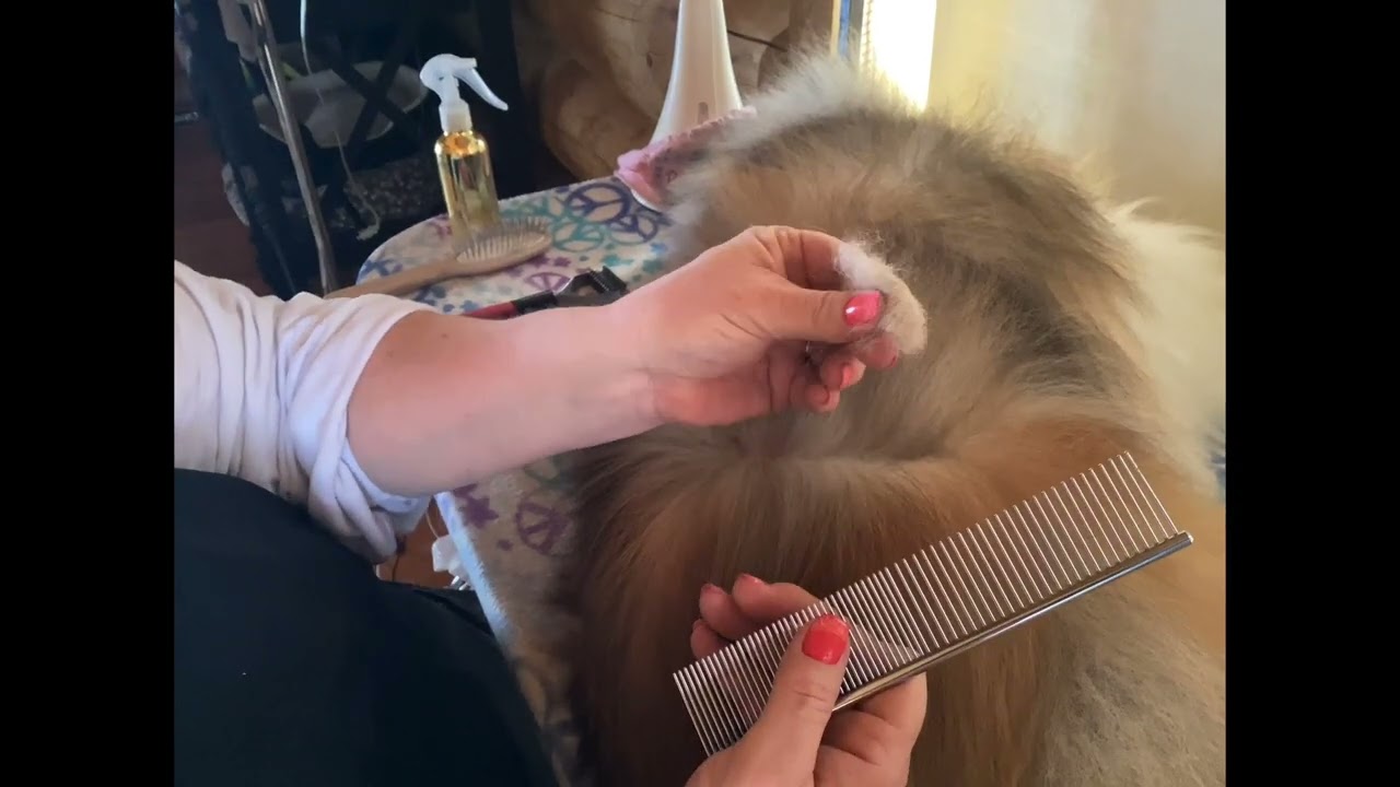 Grooming Shelties: Undercoat thinning