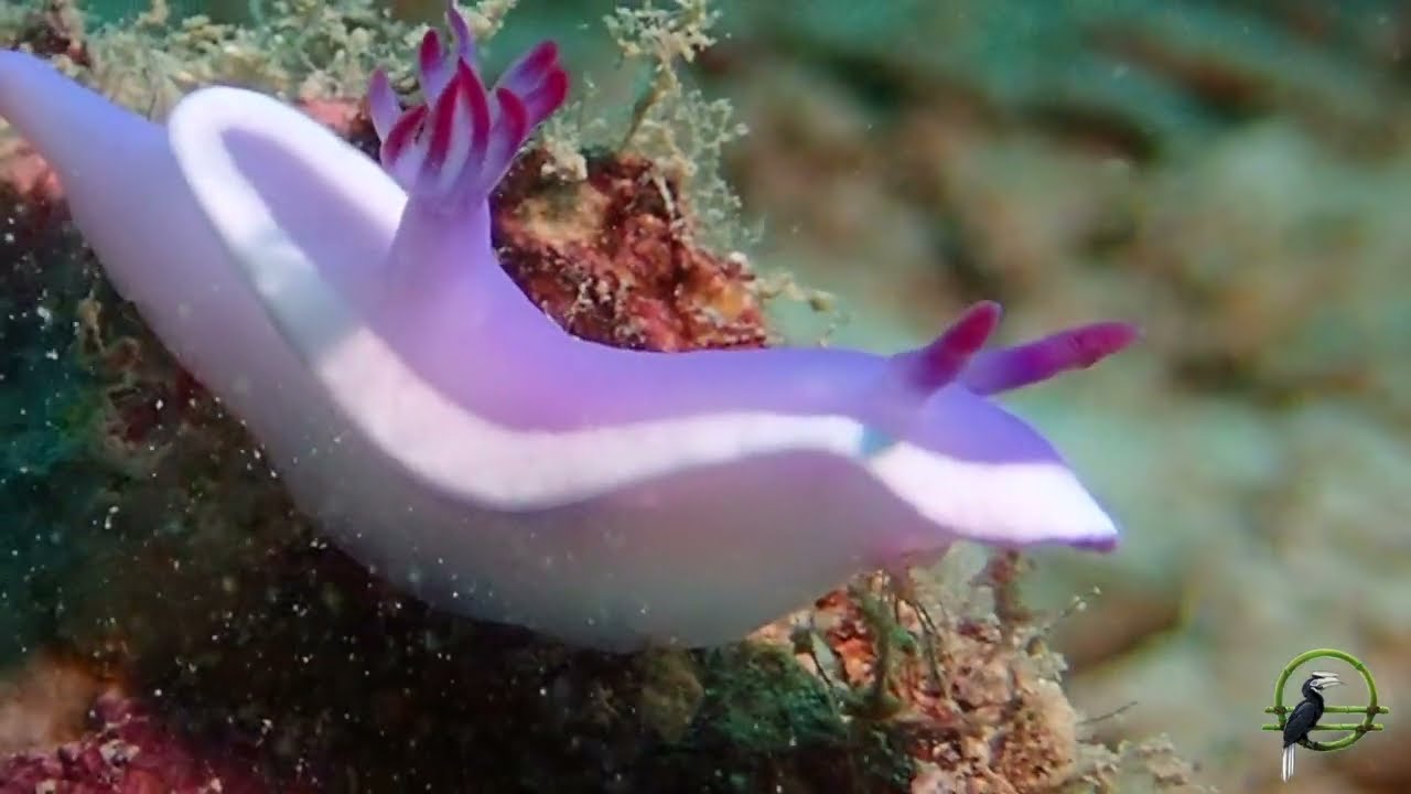Sangat Island Dive Resort - Reef (macro shot)