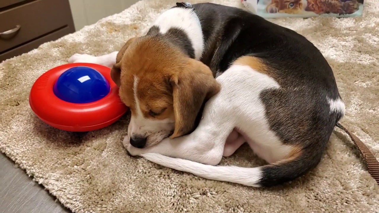 ArnieTheBeagle - Beagle Puppy's First Vet Visit!  8 1/2 Weeks Old