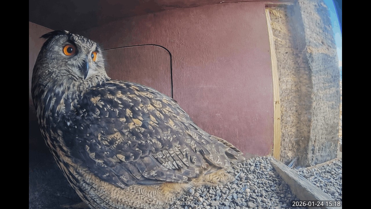 Livestream aus dem Uhu-Nistkasten im S&uuml;dturm der Elisabethkirche Marburg