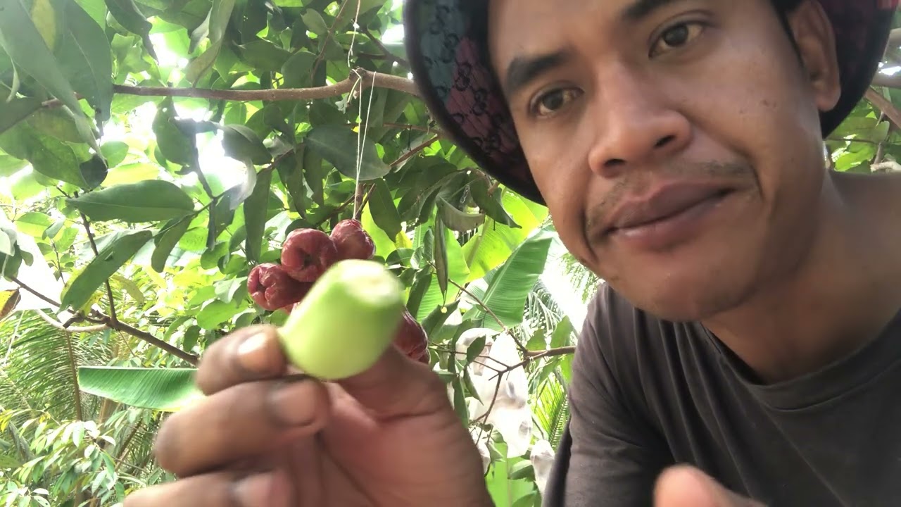Hôm nay mình múc bang mận nhà trồng nhé
