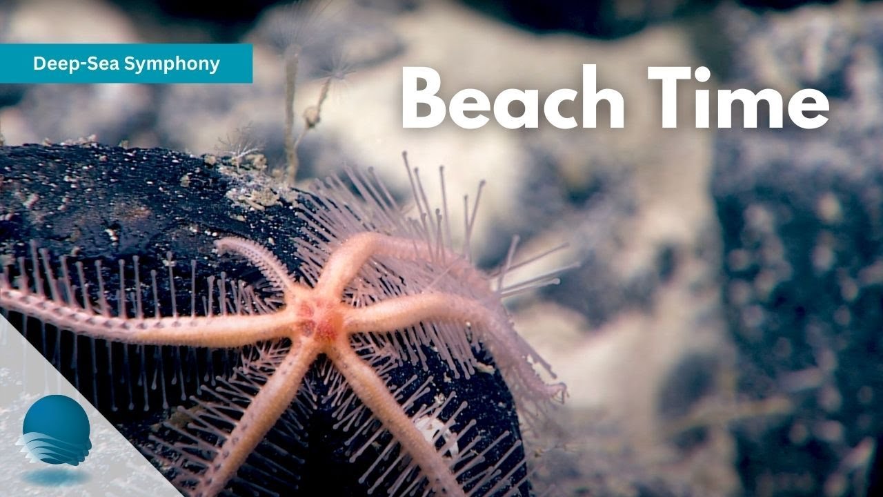 Deep-Sea Symphony: Beach Time