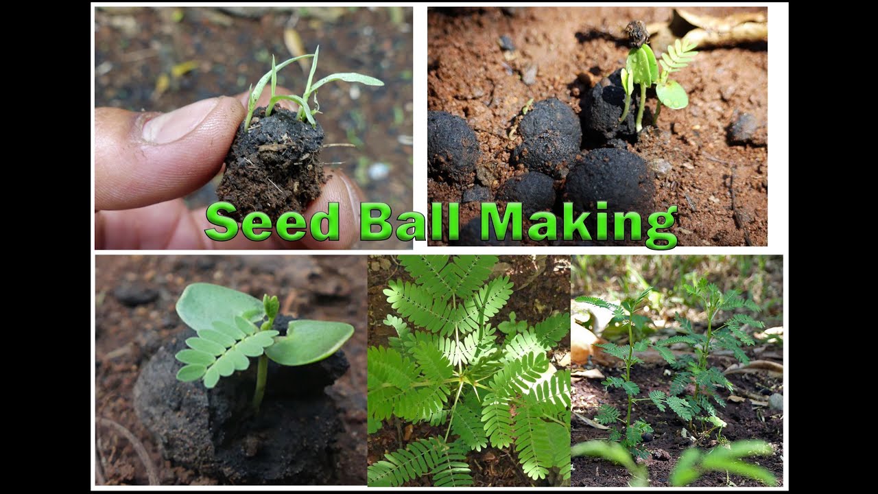 Seed Ball Making  Marathi
