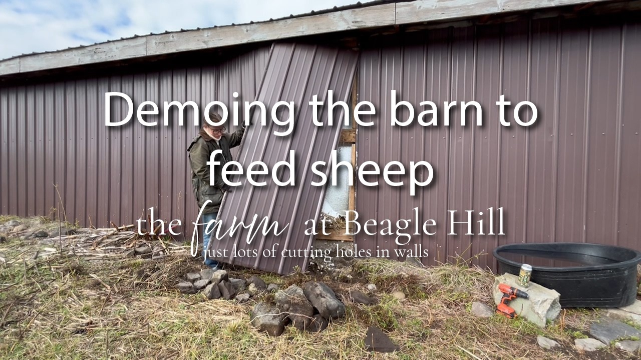 Demoing the barn to feed sheep