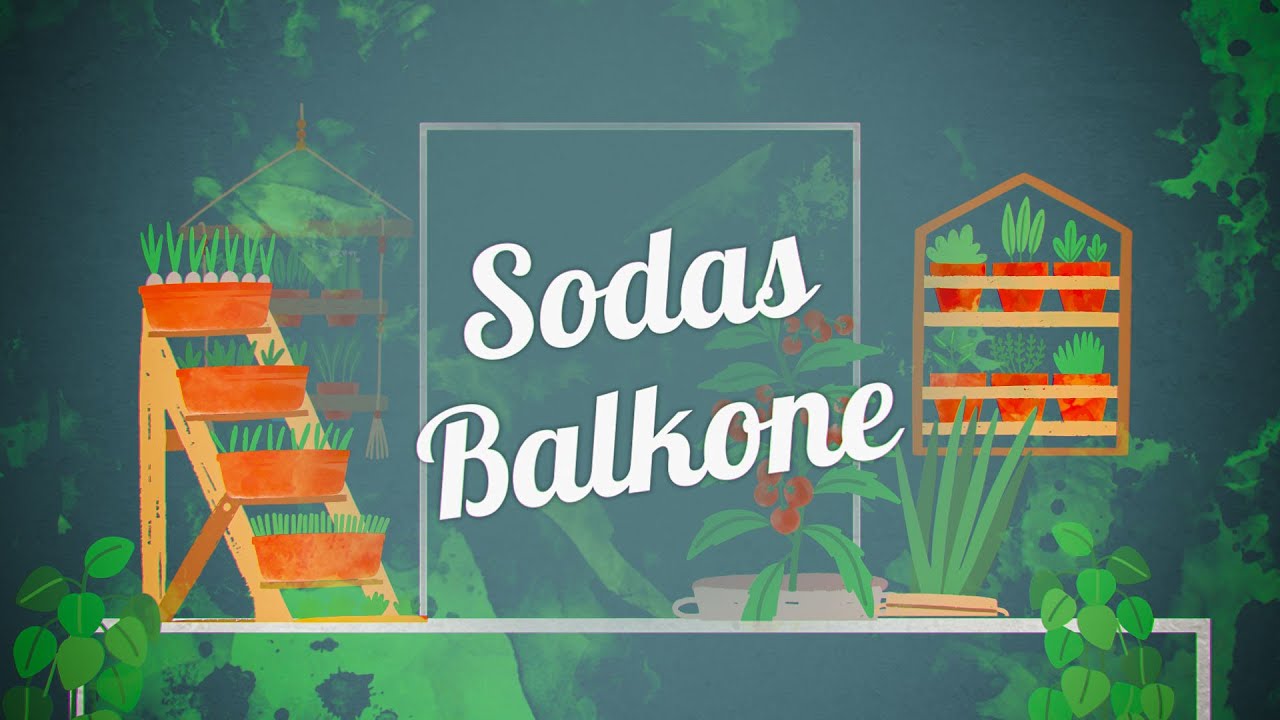 „Sodas balkone“: ką auginti savo balkone bei ką svarbu žinoti prieš pradedant darbus?