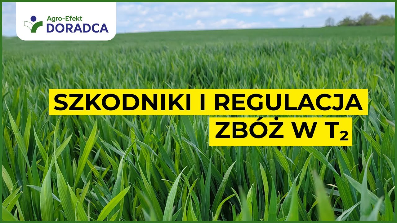Szkodniki i regulacja zbóż w T₂  |  Agro-Efekt