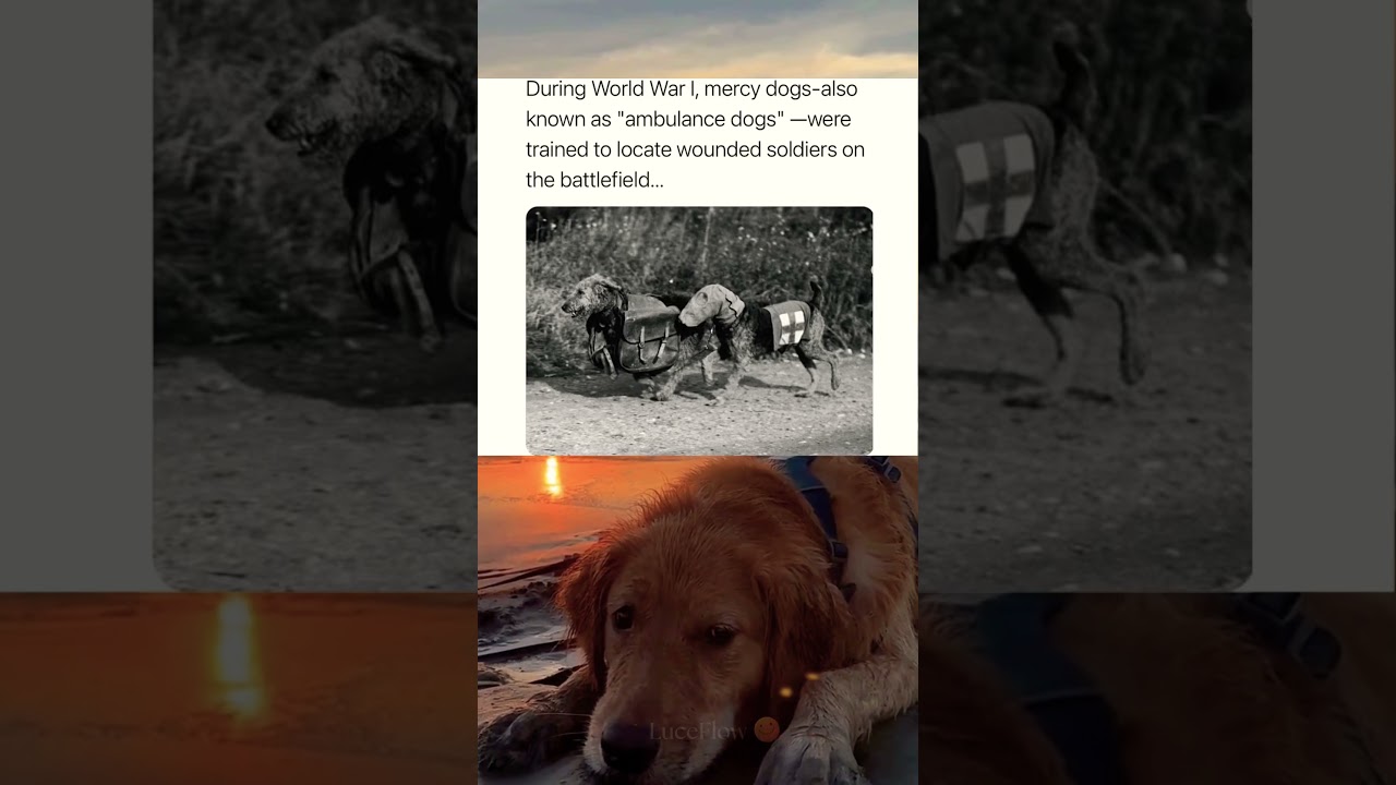 The 4 legged heroes