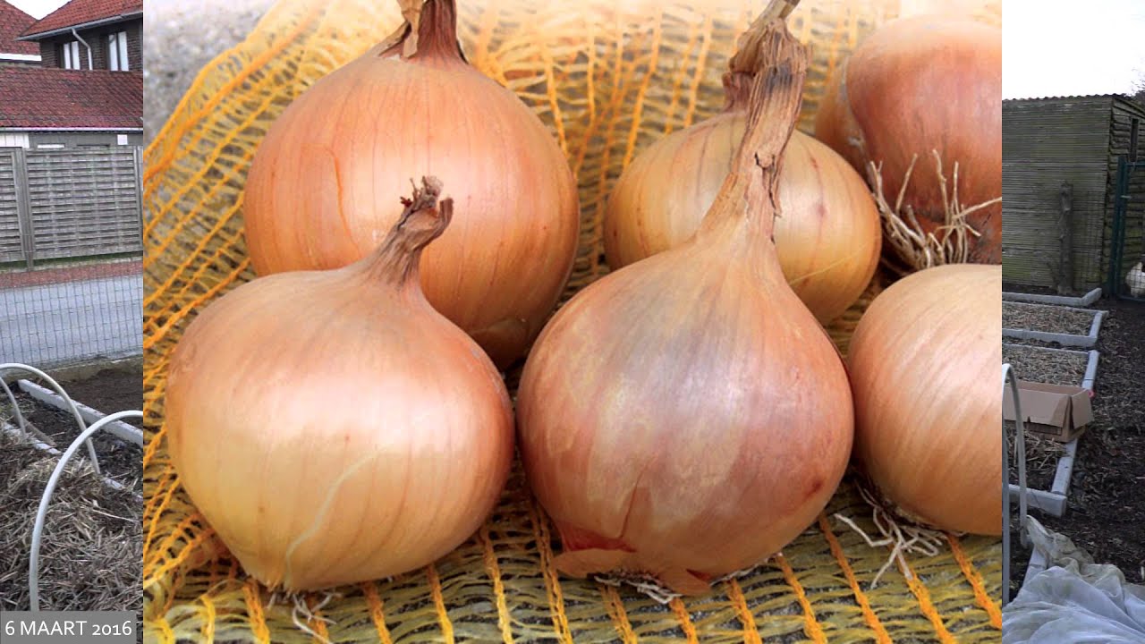 Toms Moestuin 2016 # 14 : Ajuinen uien sjalot en knoflook planten