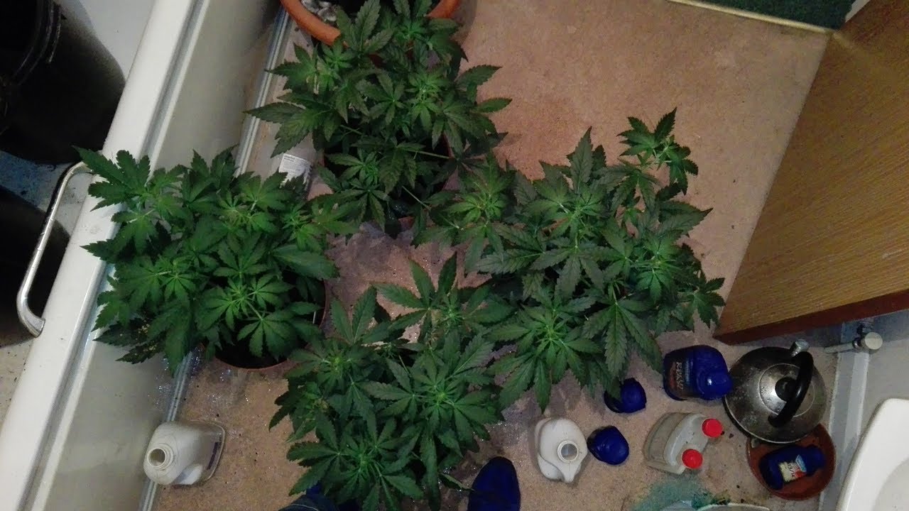 Auto Mazar by dutch passion and smokey bear auto out for a feed