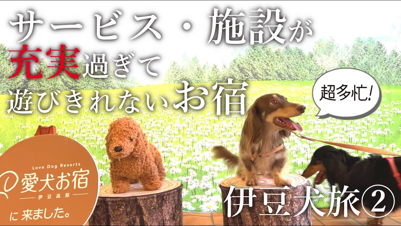 【犬連れ旅行静岡伊豆宿】愛犬お宿 伊豆高原 を遊び尽くそう!添い寝もOK🐶🐶ﾔｯﾀｰ❣1泊2日わんこ旅2/3 2022.5