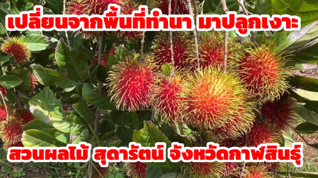 ปรับจากพื้นที่ทำนา มาปลูกเงาะโรงเรียน จนประสบผลสำเร็จ  ที่สวนสุดารัตน์ จังหวัดกาฬสินธุ์ 085-6495172
