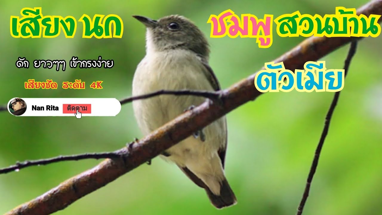 นกชมพูสวนตัวเมีย #นก #นกชมพูสวนตัวเมีย #ดักนก #นกบ้าน