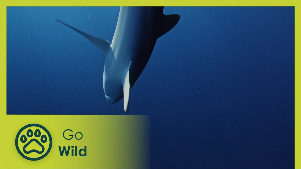 The Blue Island, Reefs under high-surveillance | Cuba: Paradise on the Brink 1/2 | Go Wild