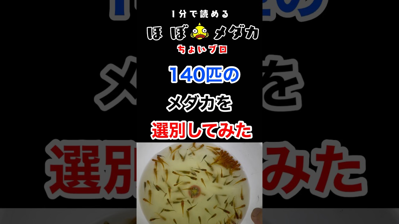 140匹のメダカを選別してみた。  #めだか #メダカ #HOBOめだか #ほぼメダカ #メダカ飼育 #選別 #夜桜 #東天光バタフライ #混ぜるな #大変