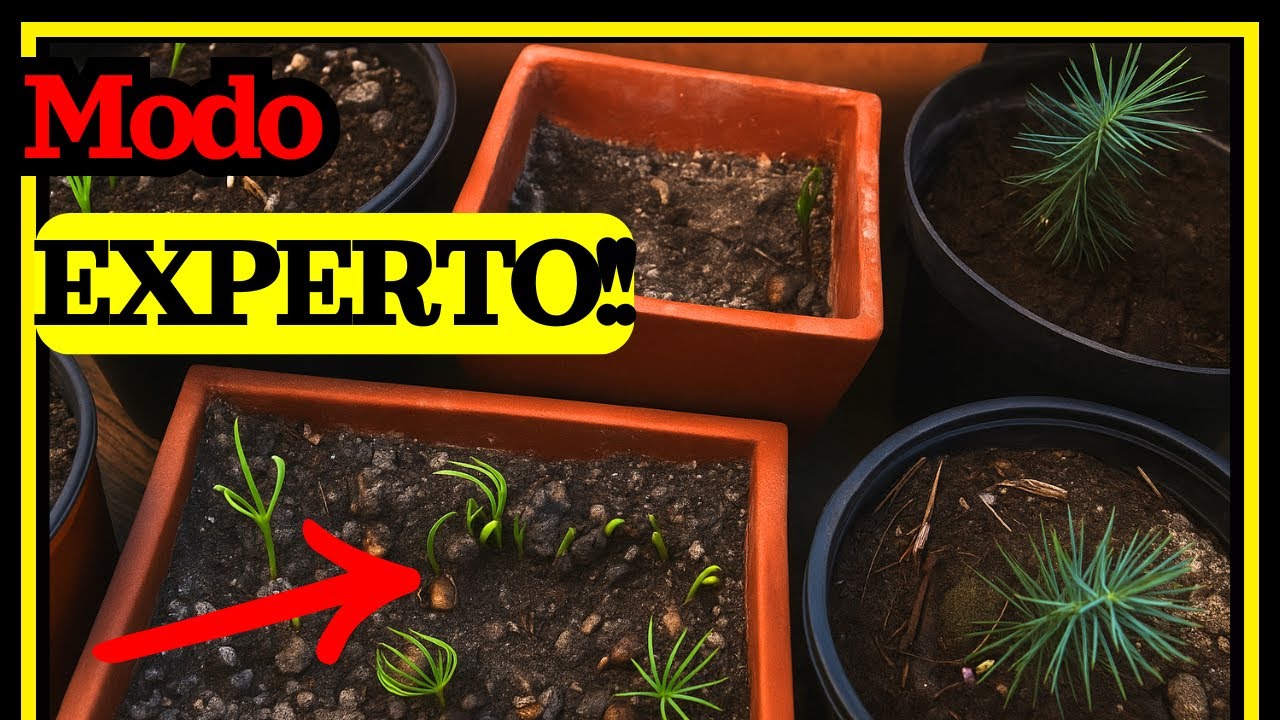 ☝Haz germinar piñones sin fallar 👉 Germinación de pino paso a paso (Pinus cemborides) 🌲🌲🌲