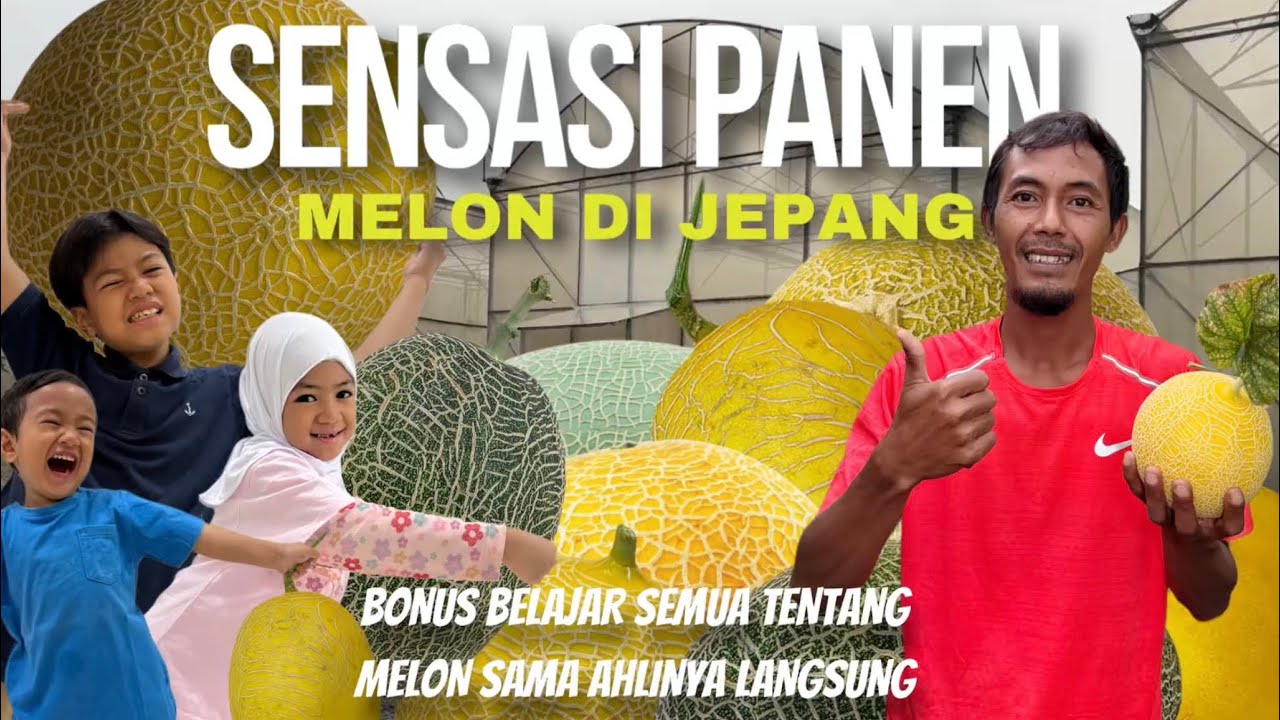 008 | Gak Usah Jauh-Jauh ke Jepang 😱 Petik Melon Premium di Tangerang Aja!