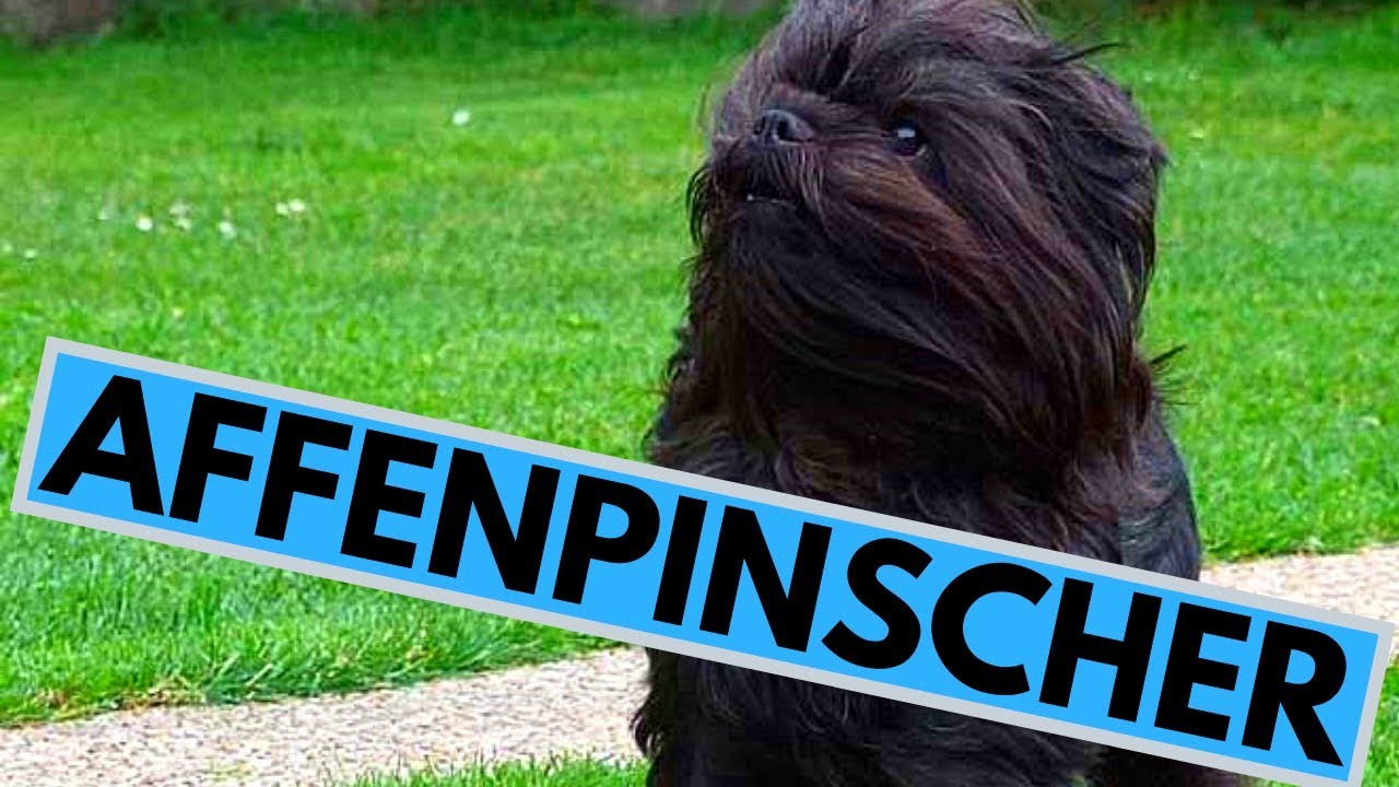 Affenpinscher Dog Breed - Facts And Information