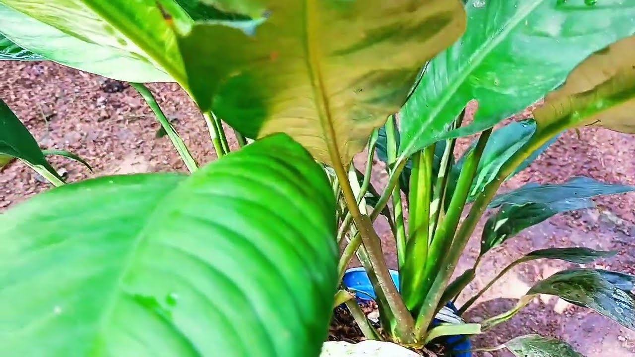 මේම විසිතුරු පැළ විකිණීමට ඇත ☘️😃🌿#indoorplants #outdoorplants #gardening 
