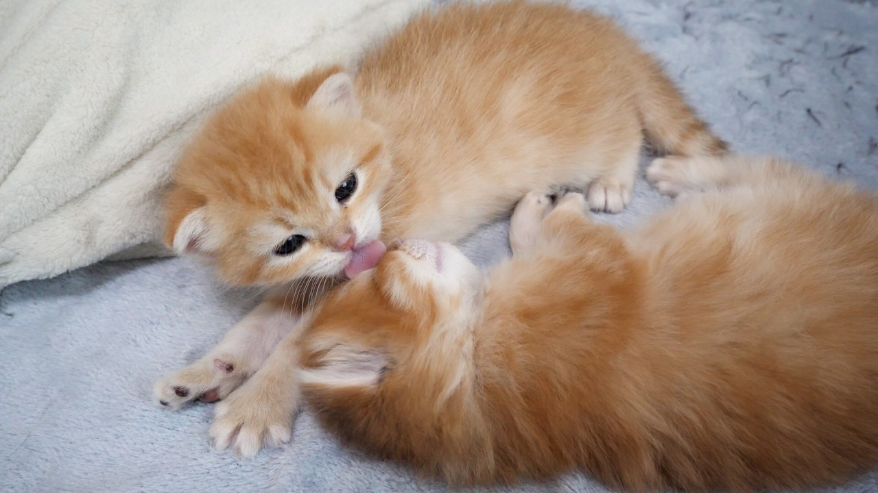 Cute kitten that gently licks you without waking the sleeping child...