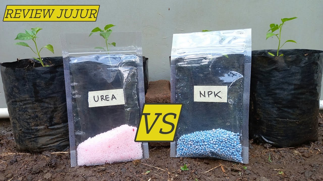 Uji Hasil Pupuk UREA vs NPK pada Bibit Cabe