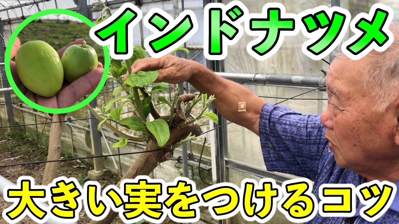 【金城幸栄流】インドナツメの剪定方法！ 台湾では二回とれる．沖縄では一回の方が良い．