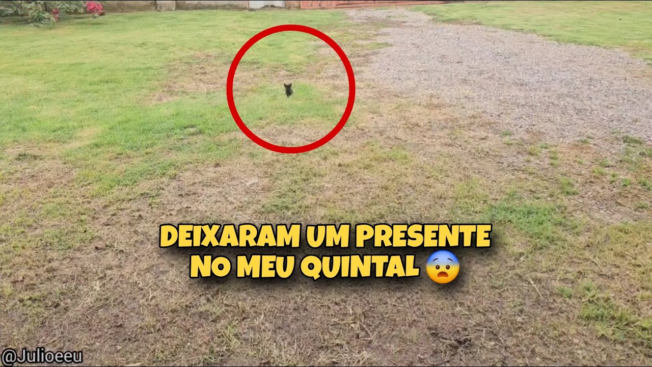 Acordei com essa SURPRESA no meu quintal  !! #VLOG