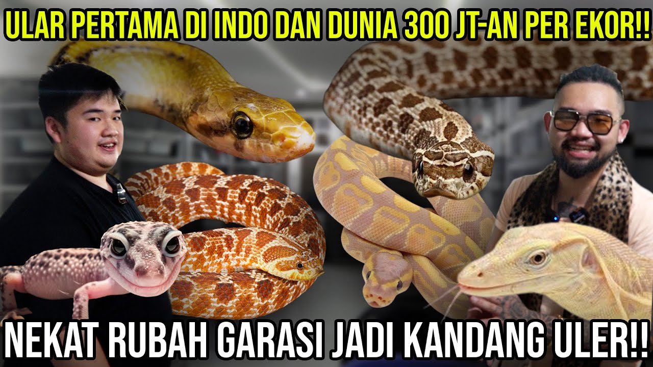 ULAR PERTAMA DI INDO DAN DUNIA 300 JT-AN PER EKOR!! NEKAT RUBAH GARASI JADI KANDANG ULER!!