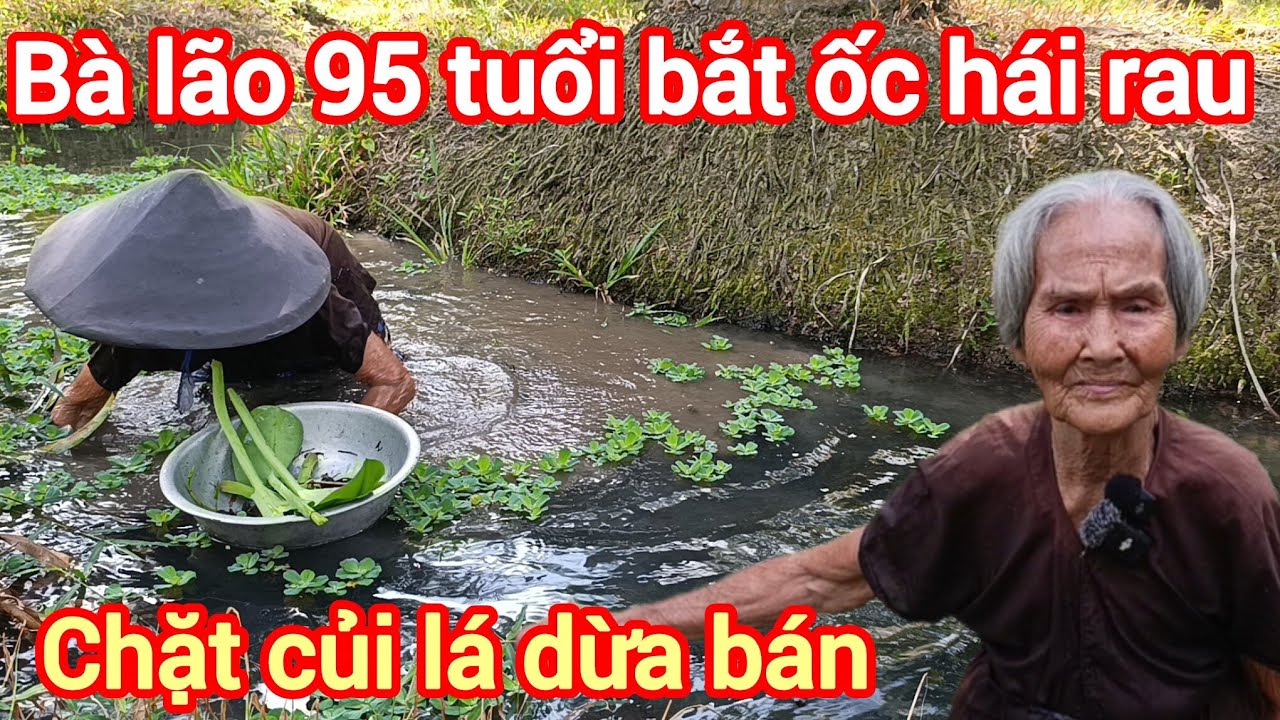 Kỳ lạ Bà lão 95 tuổi bắt ốc hái rau ,  chặt củi lá dừa bán , uống nước muối trị bệnh , Bột trà ôn 