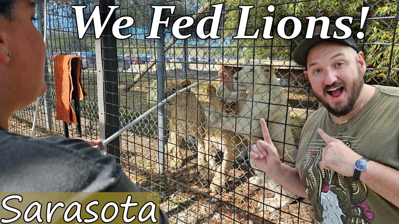 We fed Lions & Tigers & Bears, Oh My! At Big Cat Habitat