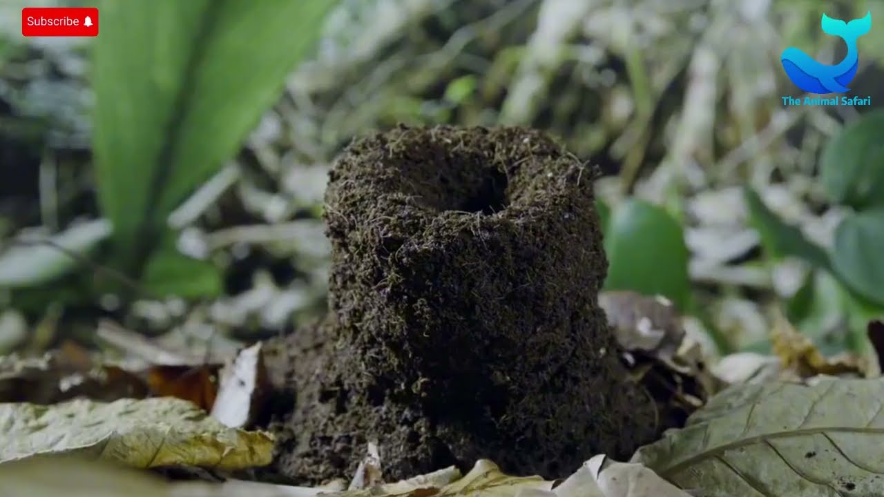 Ant War:  The Epic Showdown Between Leafcutter Ants and Army Ants