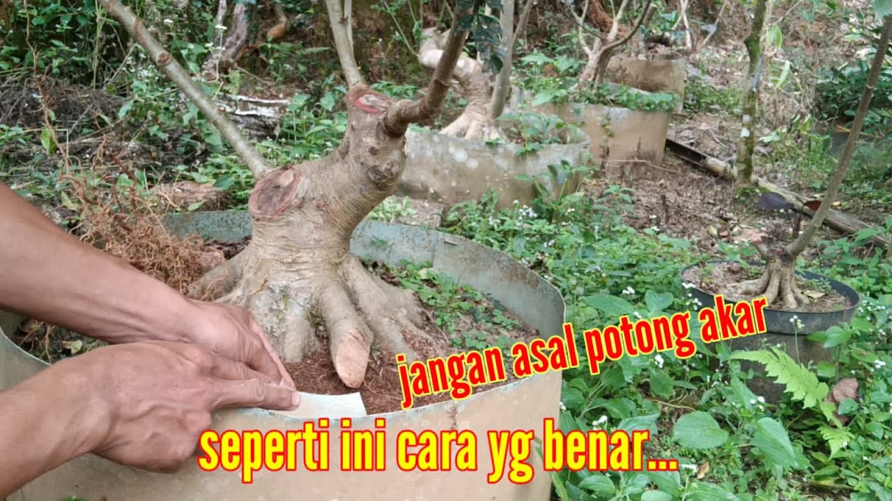 JANGAN ASAL POTONG AKAR AKIBATNYA BISA FATAL